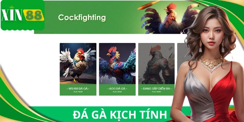 Đá gà trực tiếp kịch tính với nhiều cược cửa truyền thống minh bạch